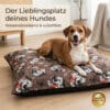 KSDOG-BRAU_70 KSDOG-BRAU_70